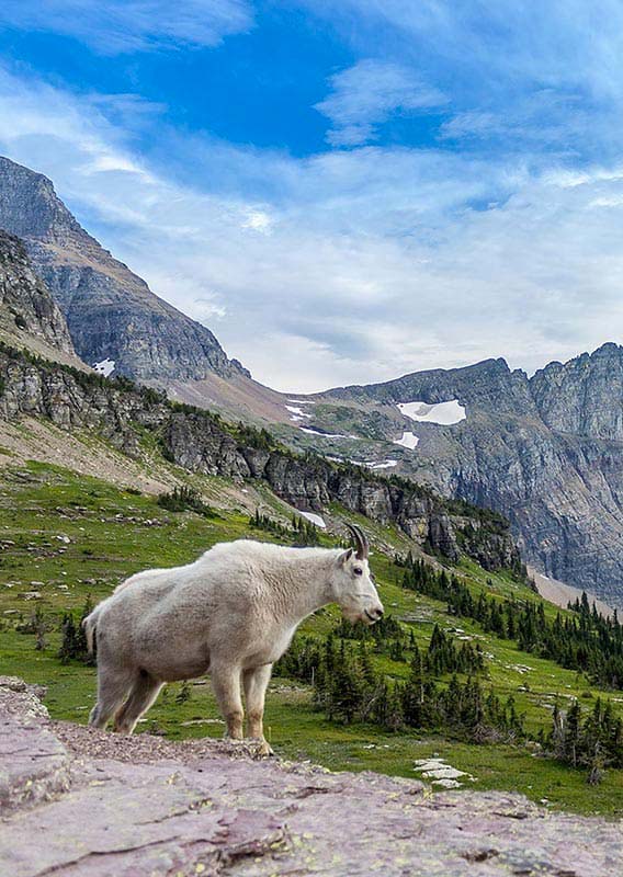 A mountain goat in an alpine meadow, surrounded by mountains and overlooking a river