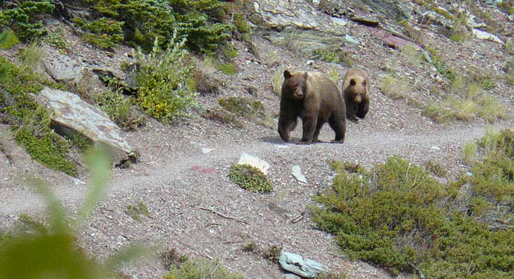 Bears exploring a trail