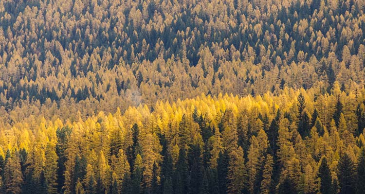 A view of a valley of yellow larch and evergreen trees.