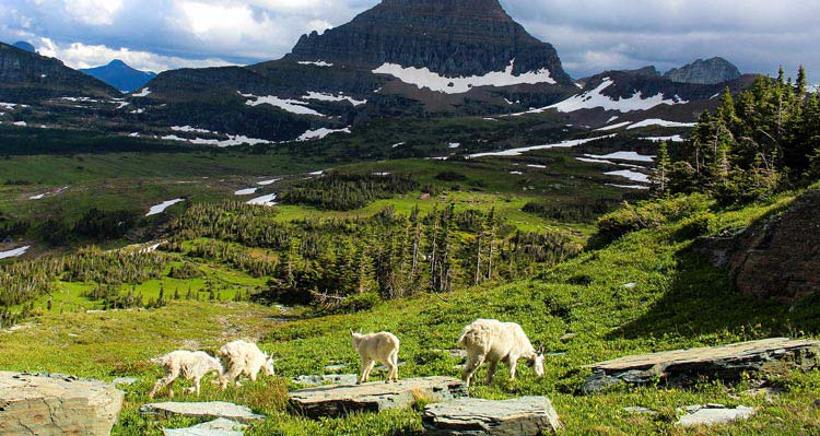 Four goats graze high above a lush green valley