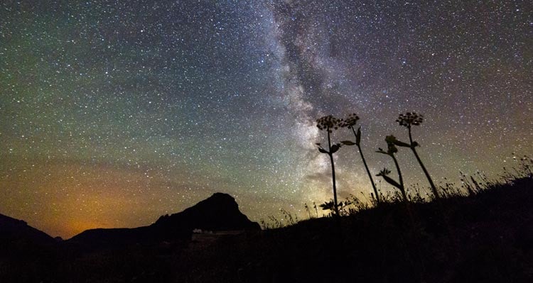 The stars of the Milky Way shine brightly behind silhouettes of flowers.