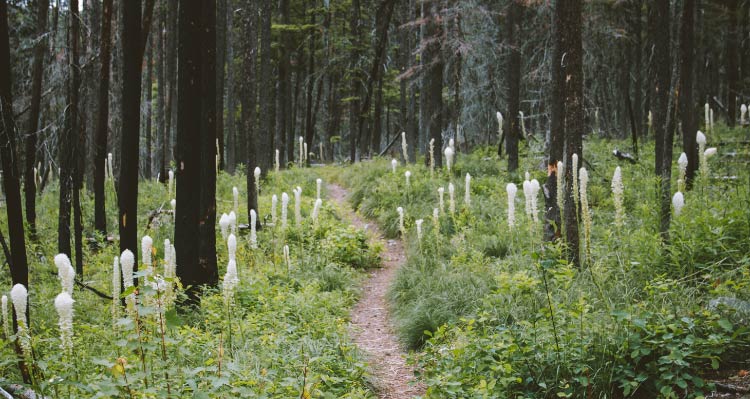 A dense forest of conifers and undergrowth with tall white flowers.
