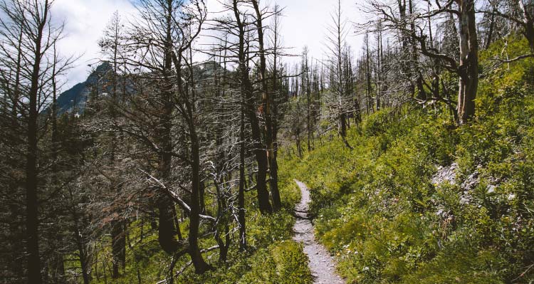 A hiking trail leads into a burned forest.