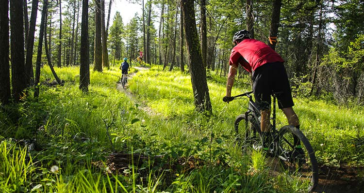 A group of mountain bikers on a narrow trail between trees.