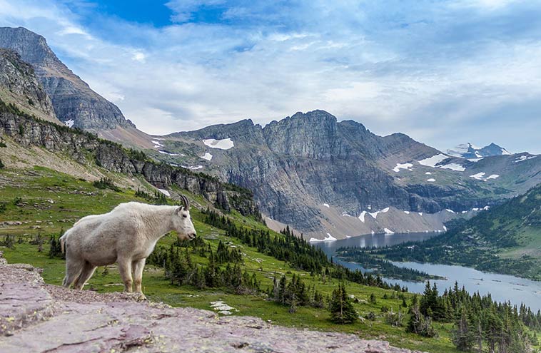 Wildlife Of Glacier National Park 6 Iconic Species Wildlife Of Glacier National Park 6
