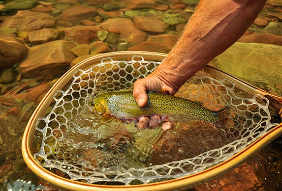 A hand pulling a westslope cutthroat trout out of a net.
