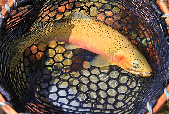 A westslope cutthroat trout in a net