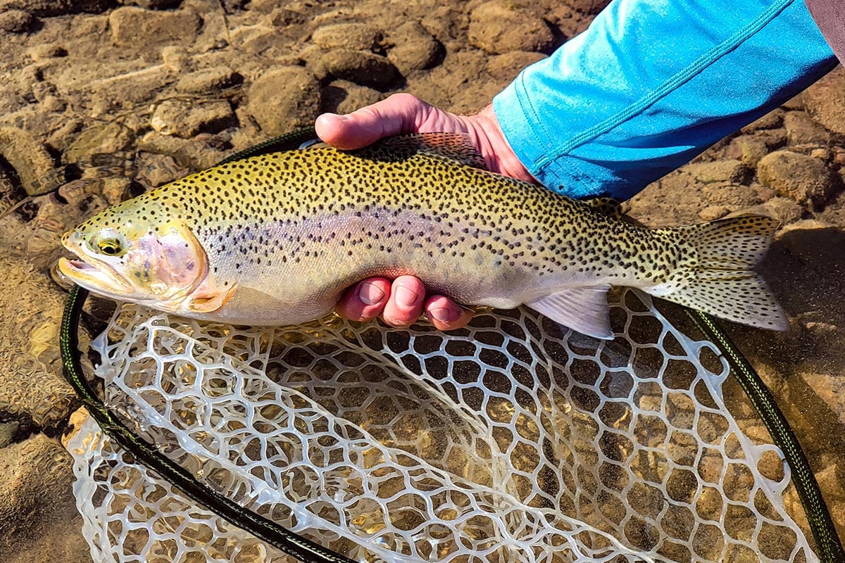 Coastal Cutthroat Trout - Glacier Bay National Park & Preserve