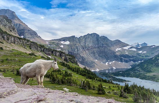 A mountain goat standing atop a rocky outcropping in front of a vast mountain meadow.
