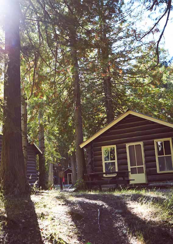 Three wooden cabins among tall cedar trees