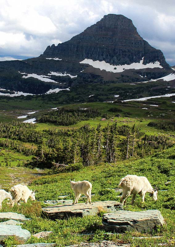 A mountain goat in an alpine meadow, surrounded by mountains and overlooking a river