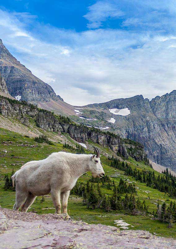 A mountian goat standing at a rocky outcropping above an alpine meadow and valley.