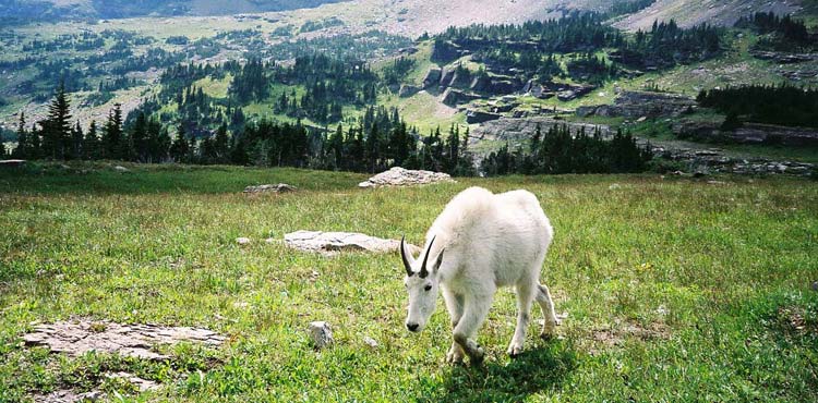 Goat Grazing at Logans Pass