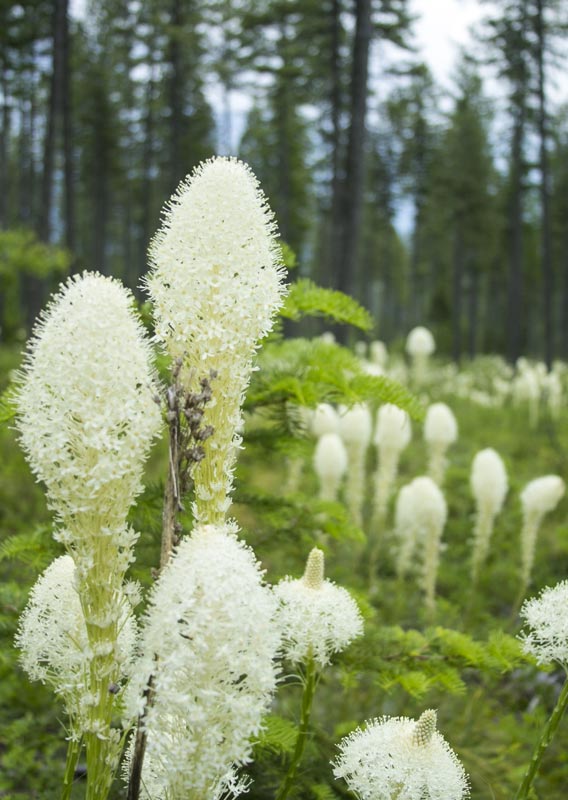 Beargrass in Glacier National Park