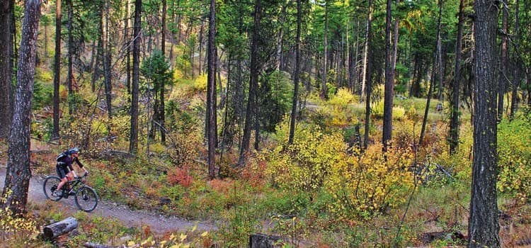 Cyclist biking in the fall