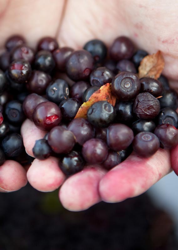 Huckleberry Fest in Whitefish