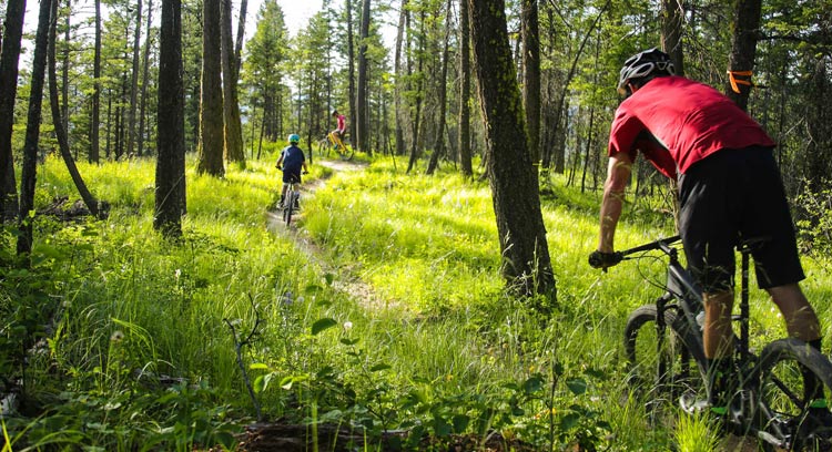 Three cyclists ride among trees and green grass.