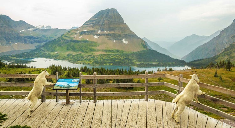 Two mountain goats stand at a view point, overlooking a lake and mountains.