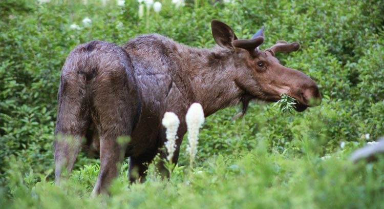 Moose in the foliage