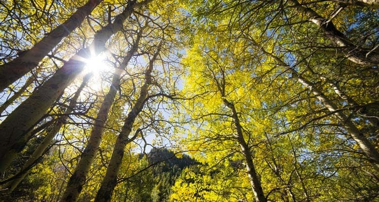 Looking up towards a sunny sky through aspen trees