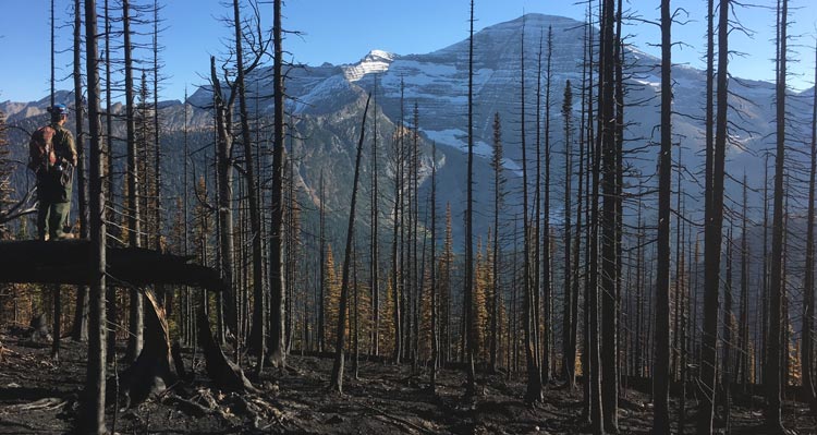 A firefighter looks through a recently burnt forest at snowy mountains