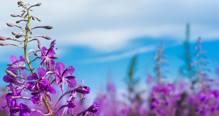 Purple flowers grow around a tall green plant stem