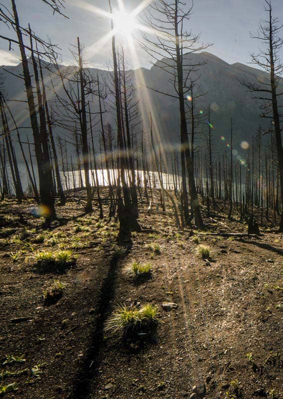 The sun shines through burnt trees above a blue lake