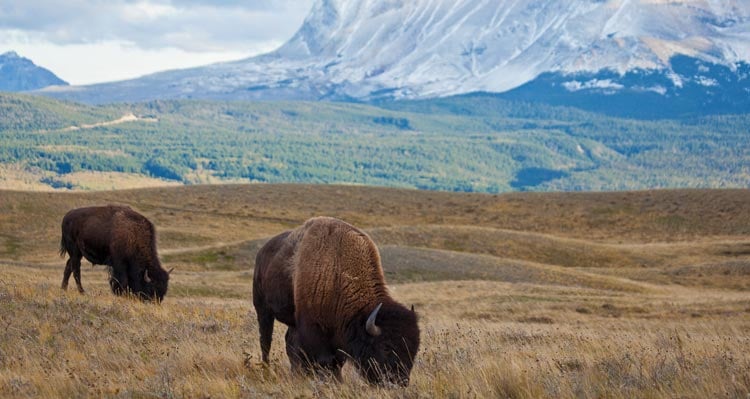 Two bison graze on a prairie below steep mountainsides.