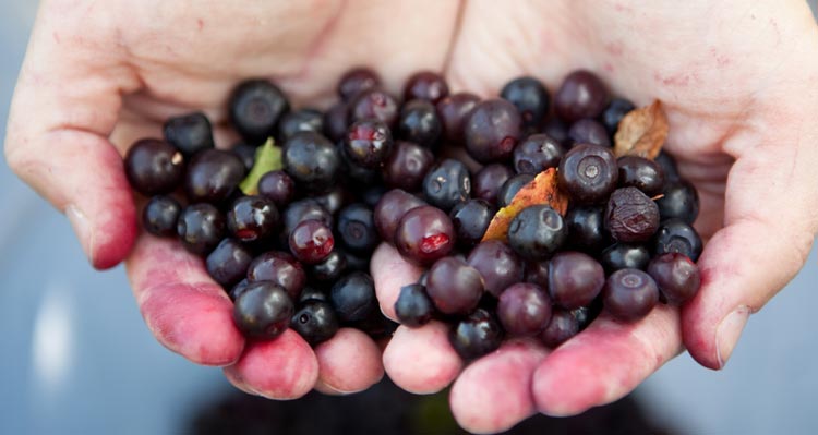 A heaping handful of dark purple huckleberries.