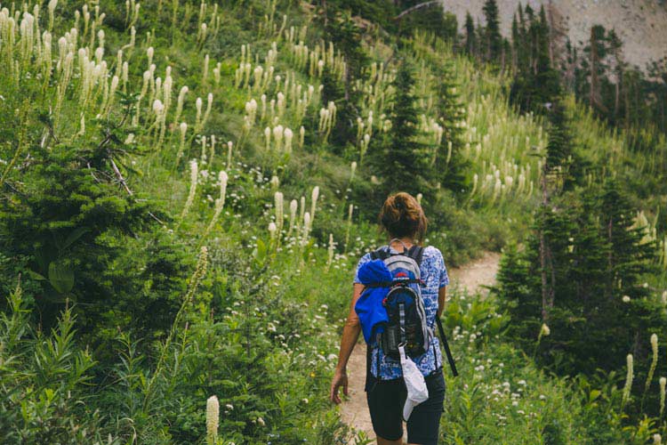 A hiker walks along a trail surrounded by white flowers