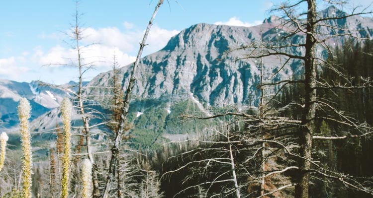 A view overtop of a forest towards tall mountains.