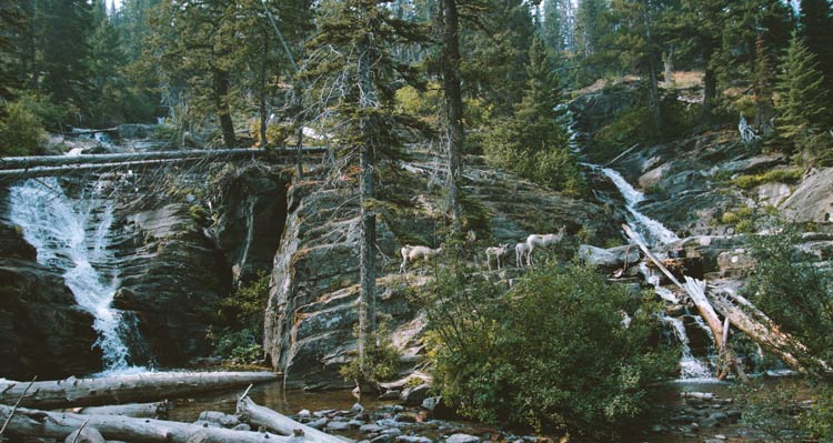 Two waterfalls stream past rocks, trees and a small group of bighorn sheep.