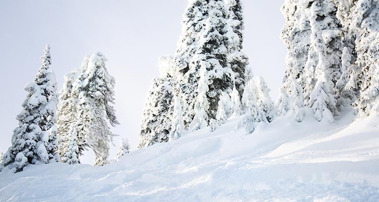 Snow covered trees glow in sunshine.