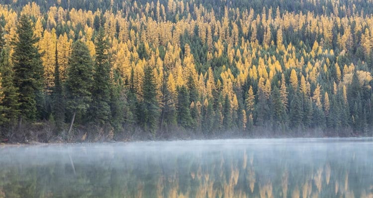 A forest of mixed yellow and green color rising from a lakeshore.