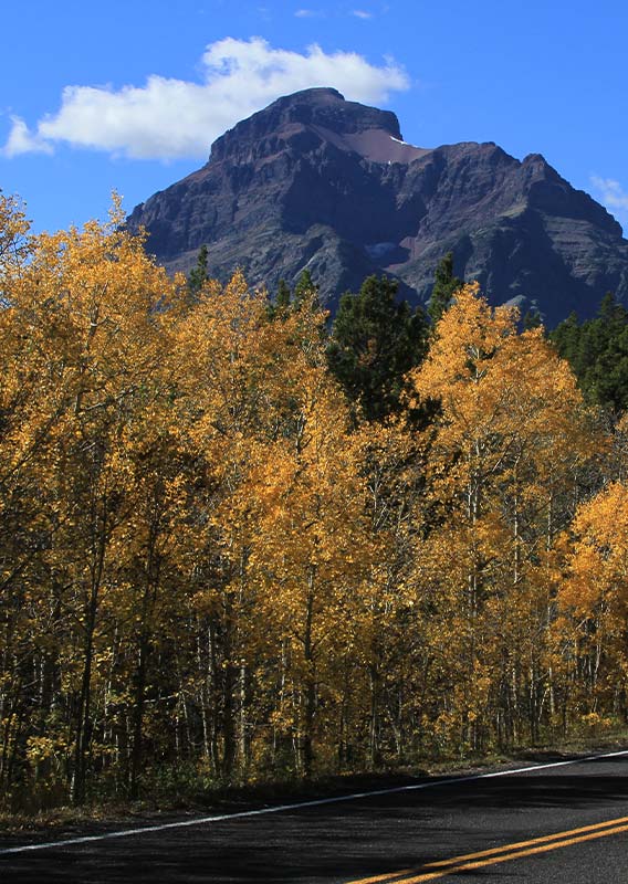 Autumn-yellow aspen trees and green pine trees line a small road towards a mountain.