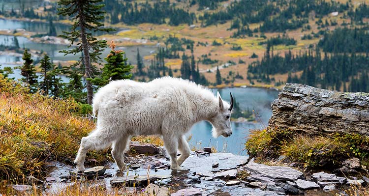 A mountain goat walks along a rocky stream above a lake