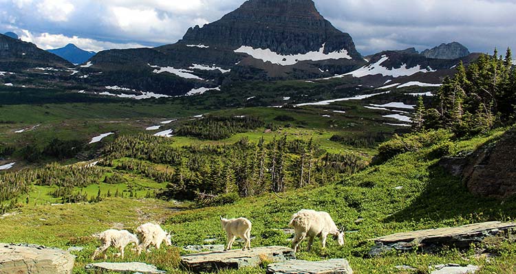 Four mountain goats graze in a wide alpine meadow.