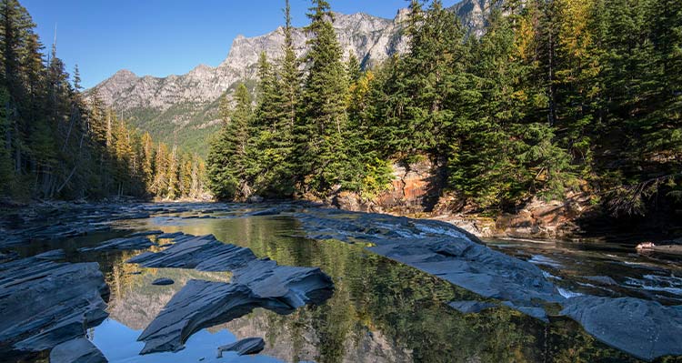 A view down a small creek between conifer trees.