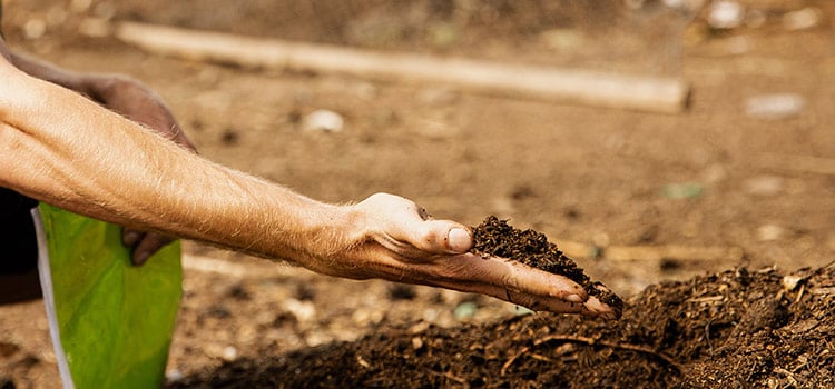 a person holds a handful of compost