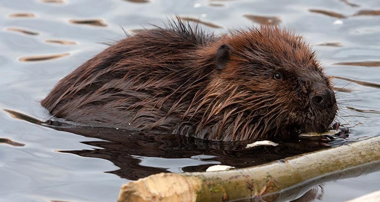 A beaver swimming in the water with a tree branch.