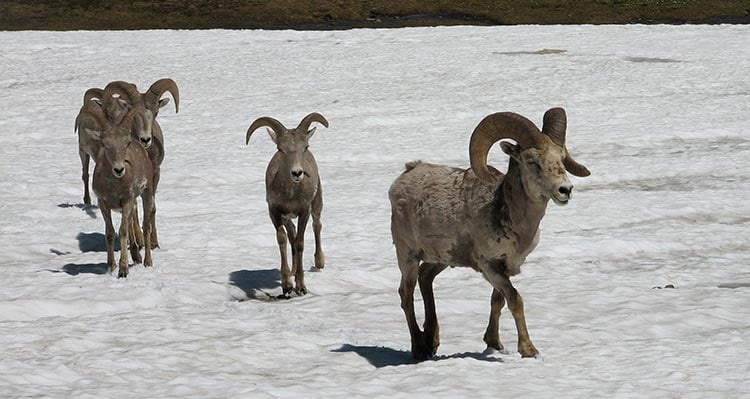 A small group of bighorn sheep walk along a patch of snow.