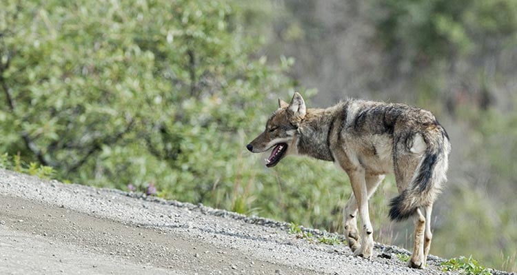 A coyote walks along the edge of a gravel road.