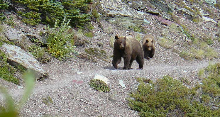 Two grizzly bears walk along a mountainside trail.