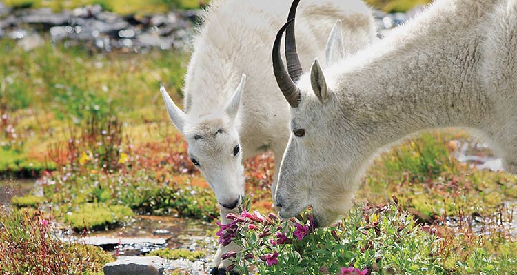 Two mountain goats eat purple flowers.