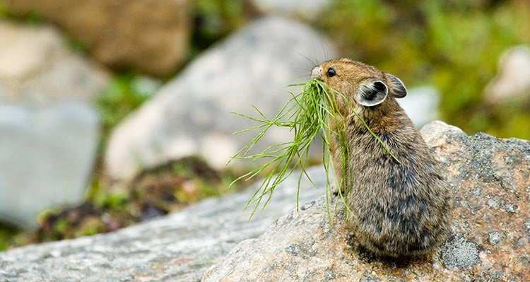 A pika on a rock with grass in its mouth.