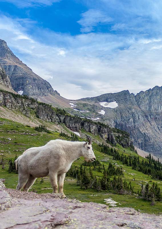 A mountain goat stands on rocks above a meadow and lake below tall mountains.