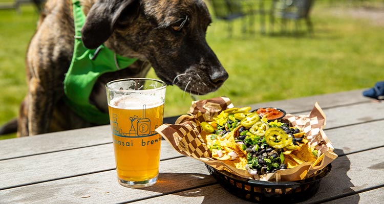 A dog sits at a picnic table with nachos and a glass of beer.