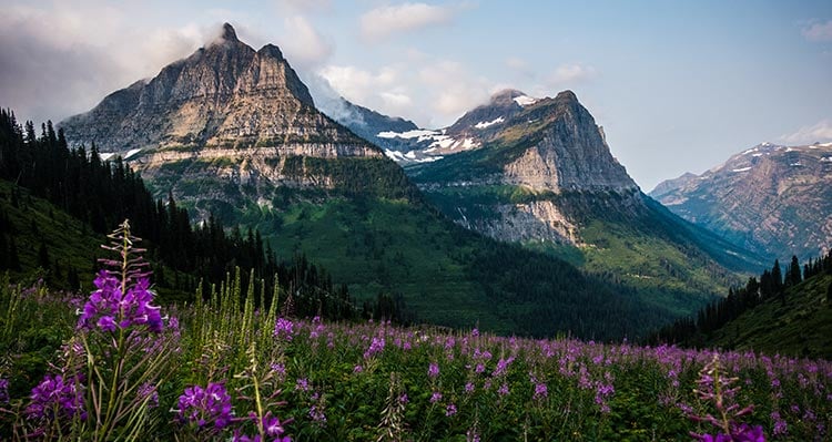 Mount Oberlin and Mount Cannon with field of fireweed (Chamerion angustifolium) in the foreground.