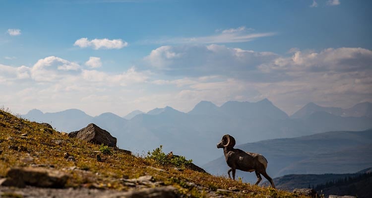 A bighorn sheep climbs a mountain top, mountains behind.