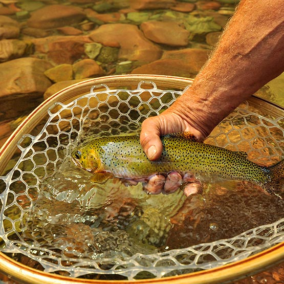 A hand pulling a westslope cutthroat trout out of a net.
